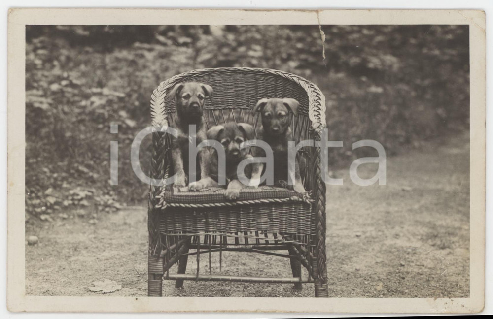1940 ca RAPALLO Cuccioli di cane su sedia in vimini *Foto Ugo DIOTALLEVI 14x9 cm