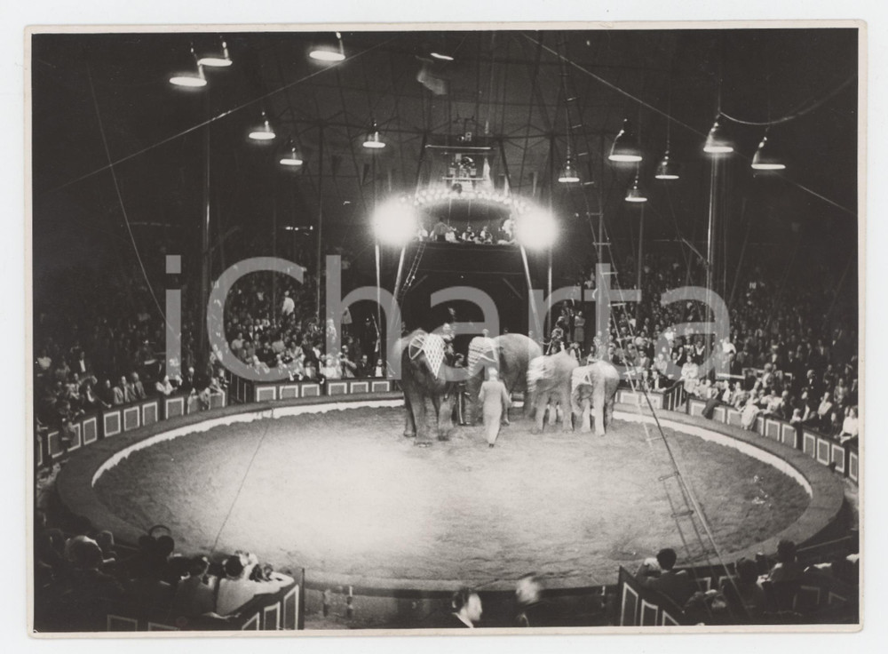 1950 ca GERMANY Circus HAGENBECK - Numero con elefanti - Foto 18x13 cm