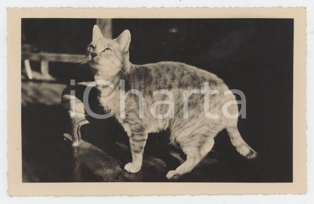 1942 COSTUME ITALIA Ritratto di gatto in poltrona - Foto cartolina 14x9 cm