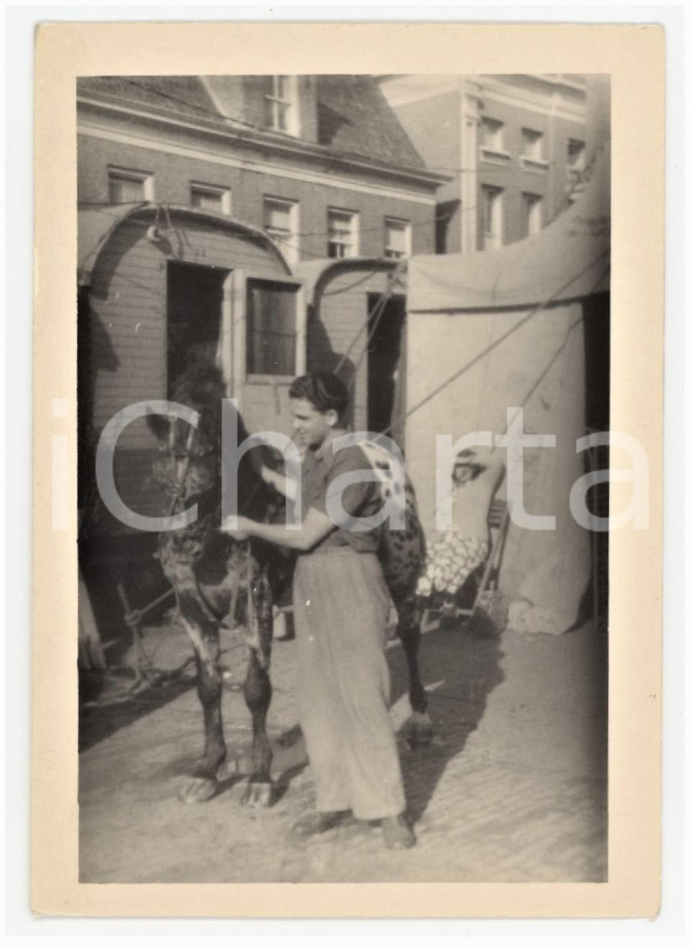 1950 ca s.l. - CIRCUS PINDER - Accudimento animali *Fotografia 7x10 cm