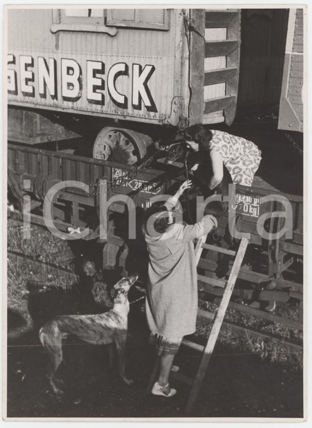 1950 ca GERMANY Circus HAGENBECK - Trasferta su ferrovia - Foto 13x18 cm  Fotografia originale d'epoca.FOTOGRAFO: Udo Hoffmann - Koln POOR/danneggiato piegature orizzontali Formato: 13x18 cm originale e autentica 1