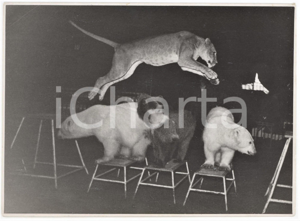 1950 ca GERMANIA - CIRCO - Numero acrobatico con animali - Foto 18x13 cm