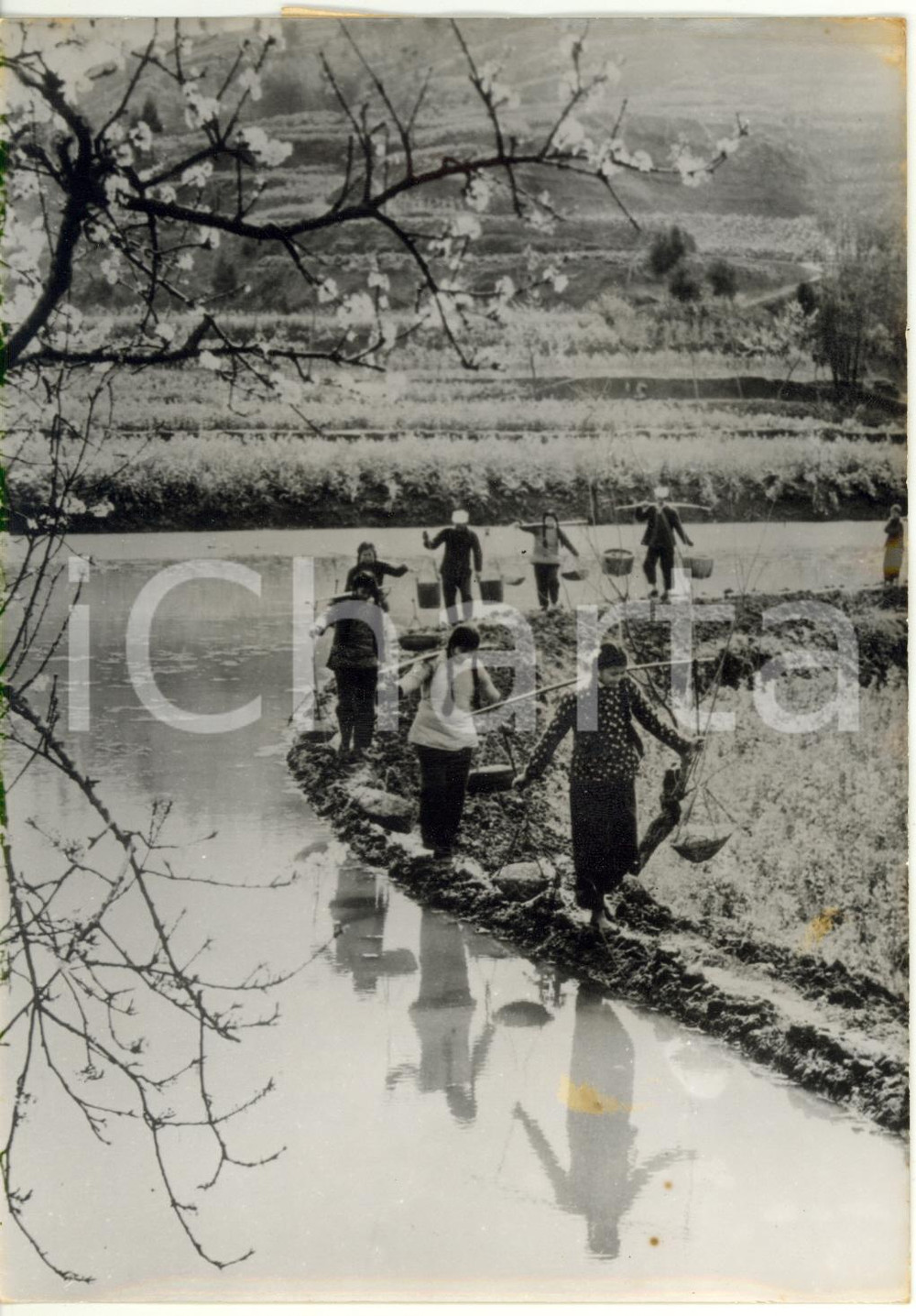 1961 CINA - Piccoli contadini trasportano fertilizzante nella campagna cinese