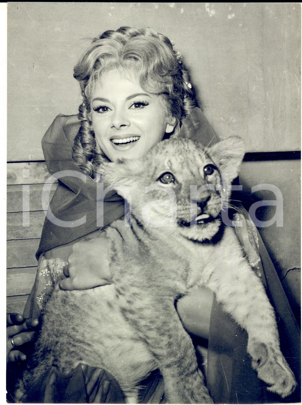 1960 ZOO DI ROMA - Sandra MILO con un cucciolo di leone - Ritratto dell'attrice