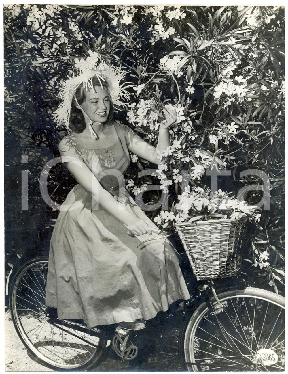 1955 BERMUDA'S SOUTH SHORE - Ragazza in bicicletta raccoglie fiori di oleandro