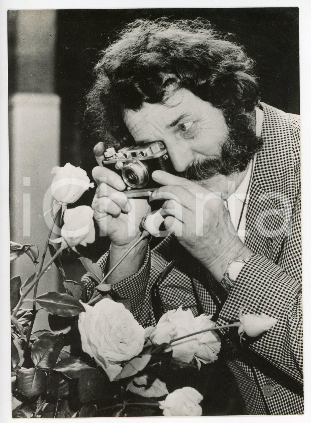 1956 LONDON - Coltivatore Harry WHEATCROFT fotografa rosa QUEEN ELIZABETH *Foto
