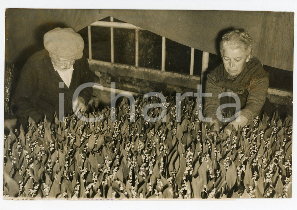 1957 VILLEJUIF FRANCE Préparation muguet porte-bonheur pour la FÊTE DU TRAVAIL