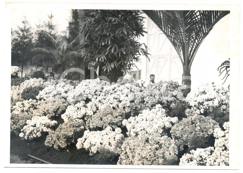 1955 GAND FLORALIES - Un parterre d'azalées géant *Photographie 18x13