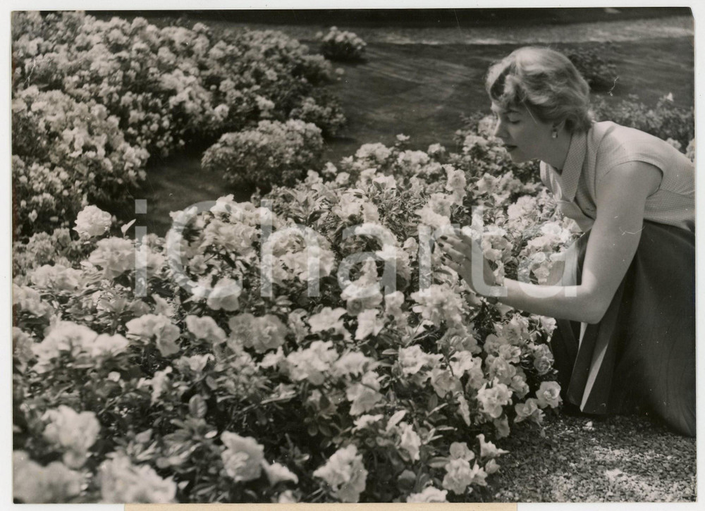 1960 ca PARIS AUTEUIL Exposition des azalées - Juene fille parmi les fleurs
