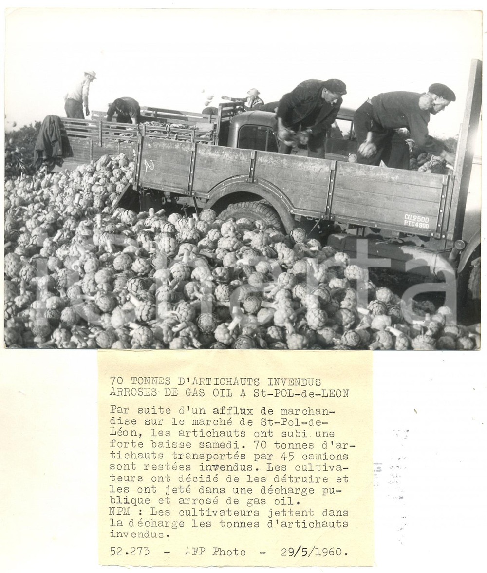 1960 SAINT-POL-DE-LÉON Cultivateurs jettent dans la décharge artichauts invendus