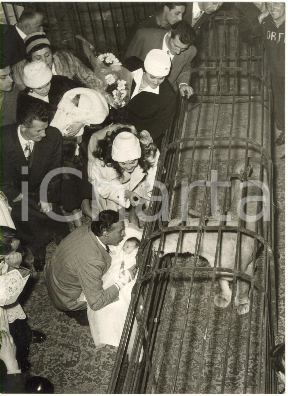1957 CIRCO ORFEI Battesimo figlia di Orlando ORFEI nella gabbia dei leoni *Foto