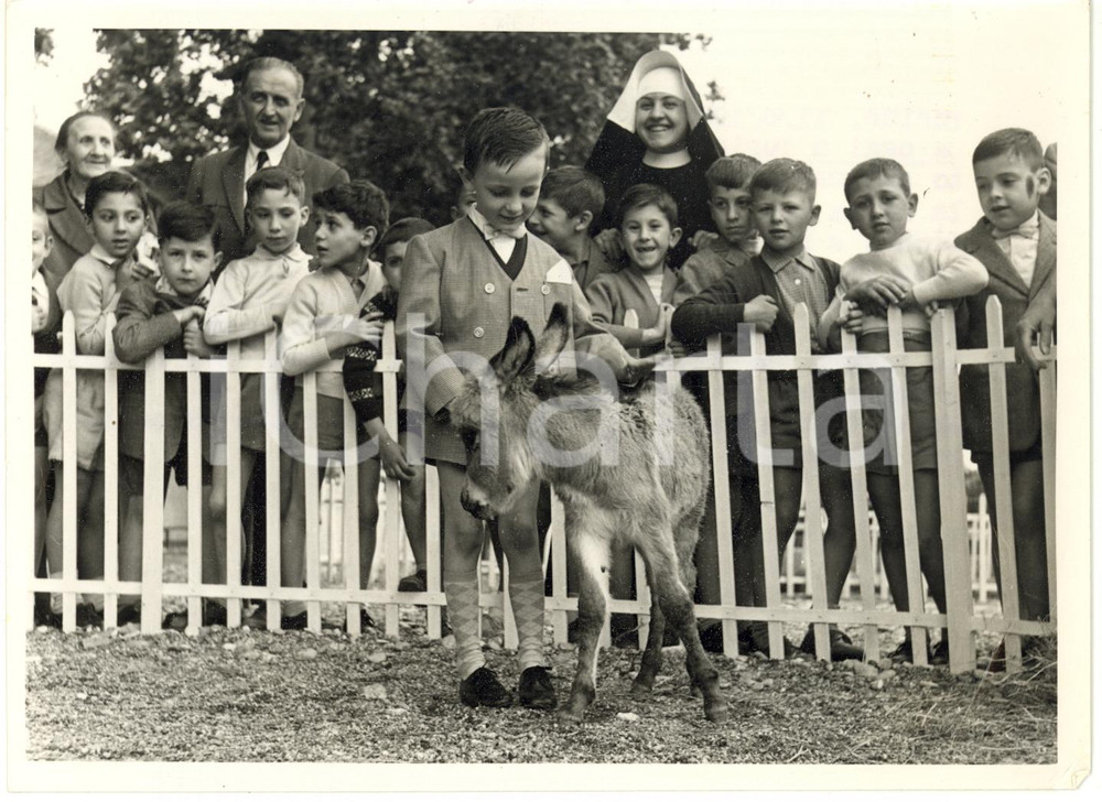 1958 TORINO Zoo dei piccoli - Bambino accarezza un asinello *Foto VINTAGE 18x13