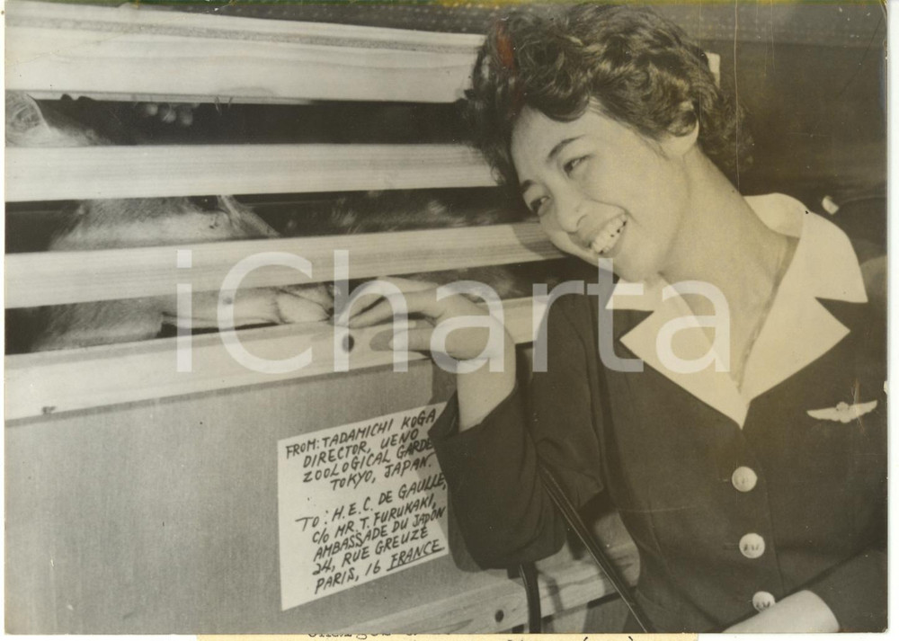1960 PARIS ORLY - Hostess AIR FRANCE accarezza antilope dopo volo dal Giappone