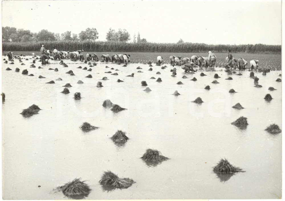 1960 FRANCE CAMARGUE - Ouvriers au travail dans les rizières *Photo 18x13