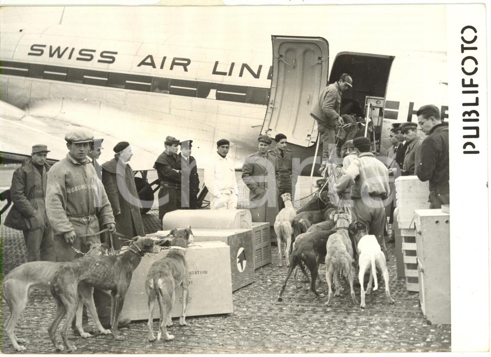 1958 NAPOLI - Levrieri da corsa imbarcati su areo SWISSAIR diretto a Zurigo