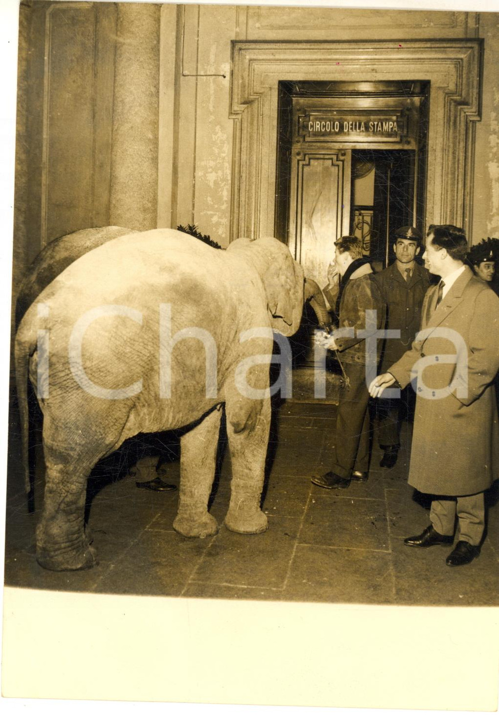 1959 MILANO Circolo della Stampa - Cattura di un elefantino fuggito *Foto 13x18