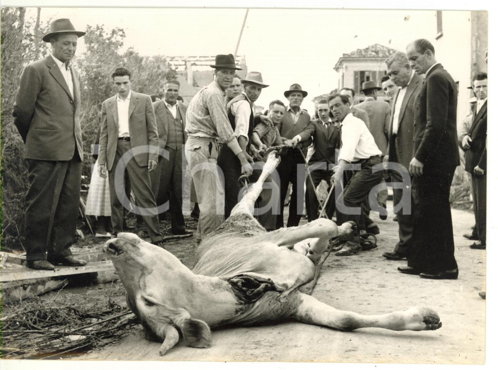 1957 CIGOGNOLA - VALLESCUROPASSO (PV) Bestiame abbattuto dal tornado *Foto 18x13