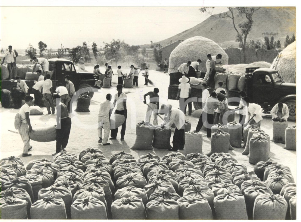 1967 TIAN-CHENG Contadini cinesi consegnano il grano agli agenti di Stato *Foto