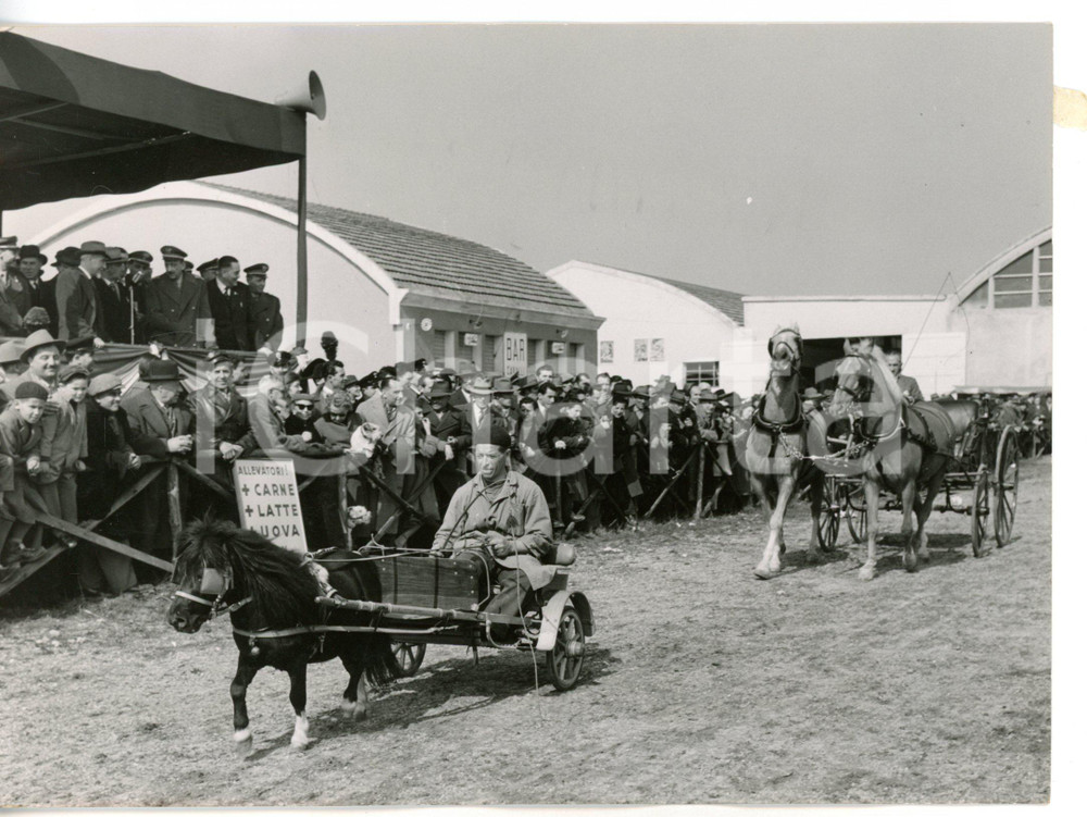 1955 VERONA Fiera dell'Agricoltura - Pony sfila davanti al pubblico *Foto 18x13
