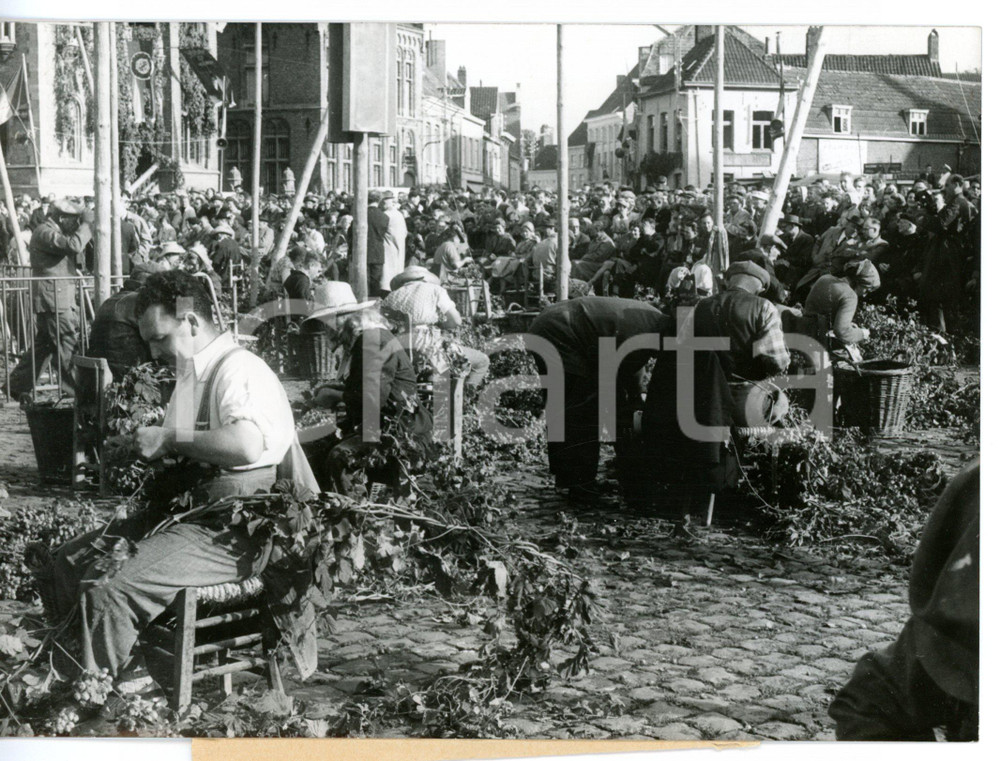 1960 POPERINGE (BELGIO) Campionato dei raccoglitori di luppolo *Foto 13x18 cm
