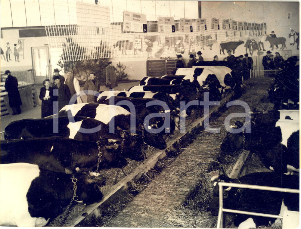 1954 BERLIN The traditional GRUNE WOCHE - Cows - Photo 20x15 cm
