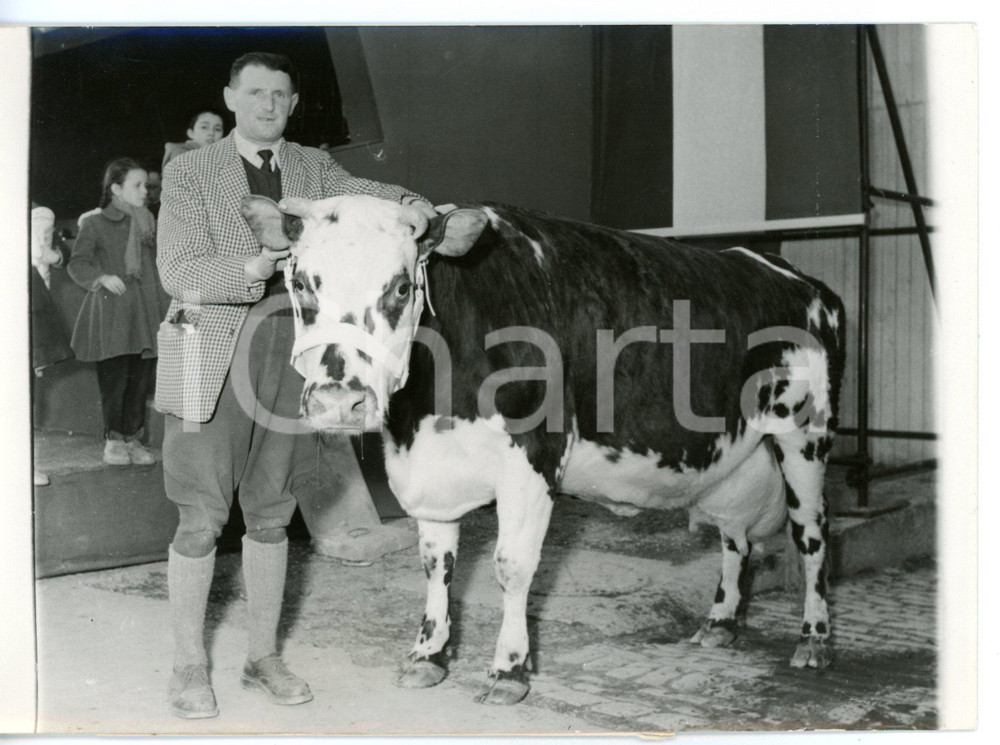 1955 ca VERSAILLES Vacca HAVRAISE II di M. PETIT vincitrice concorso agricolo