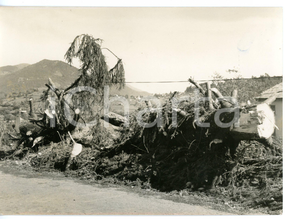 1957 LANZO D'INTELVI - PARAVISO Alberi sradicati da una tromba d'aria *Foto 