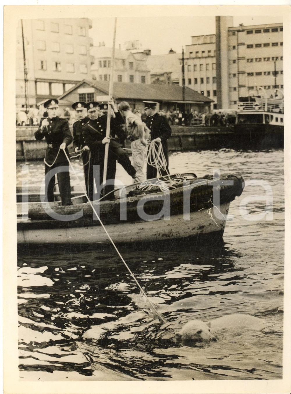 1955 ca BERGEN HARBOUR (NORWAY) Rescue of a polar bear fallen *Photo 15x20 Fotografia d'epoca con didascalia coeva al verso. CONDIZIONI: FAIR (sovraimpressioni e difetti di stampa)FORMATO: 15x20 cm    originale e autentica 1