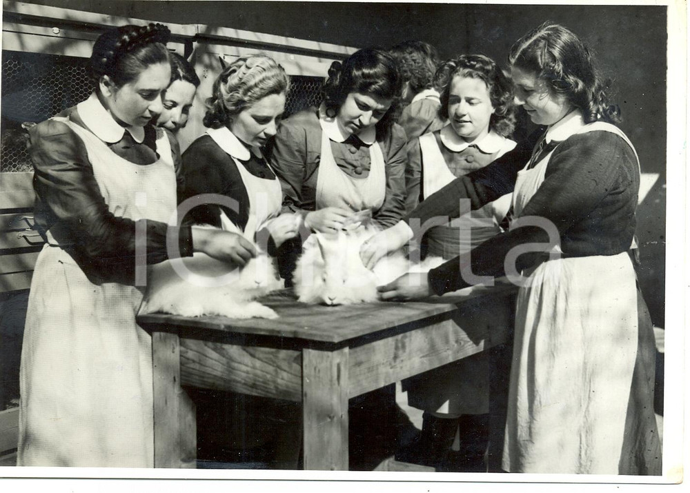 1955 ca AREA MILANESE Scuola superiore di agraria - Ragazze curano conigli *Foto