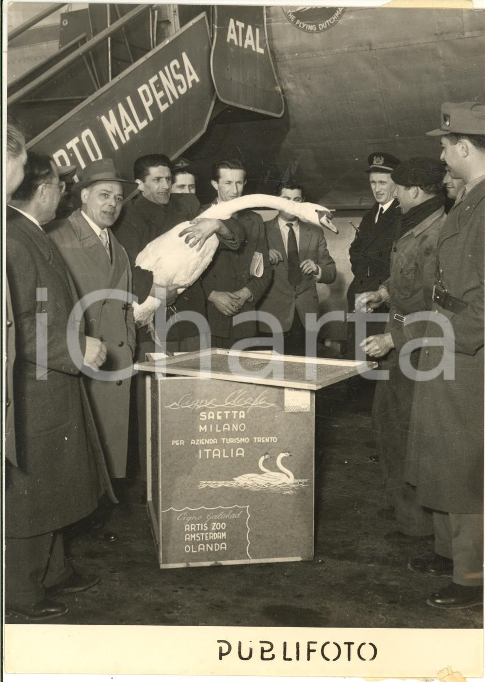 1954 MILANO MALPENSA Arrivo cigno olandese CLEOFE - Accoppiamento allo zoo Fotografia d'epoca con didascalia coeva. CONDIZIONI: FAIR (piegatura al margine superiore e lieve sovraimpressione; residuo adesivo al lato destro)FORMATO: 13x18 cm      originale e autentica 1