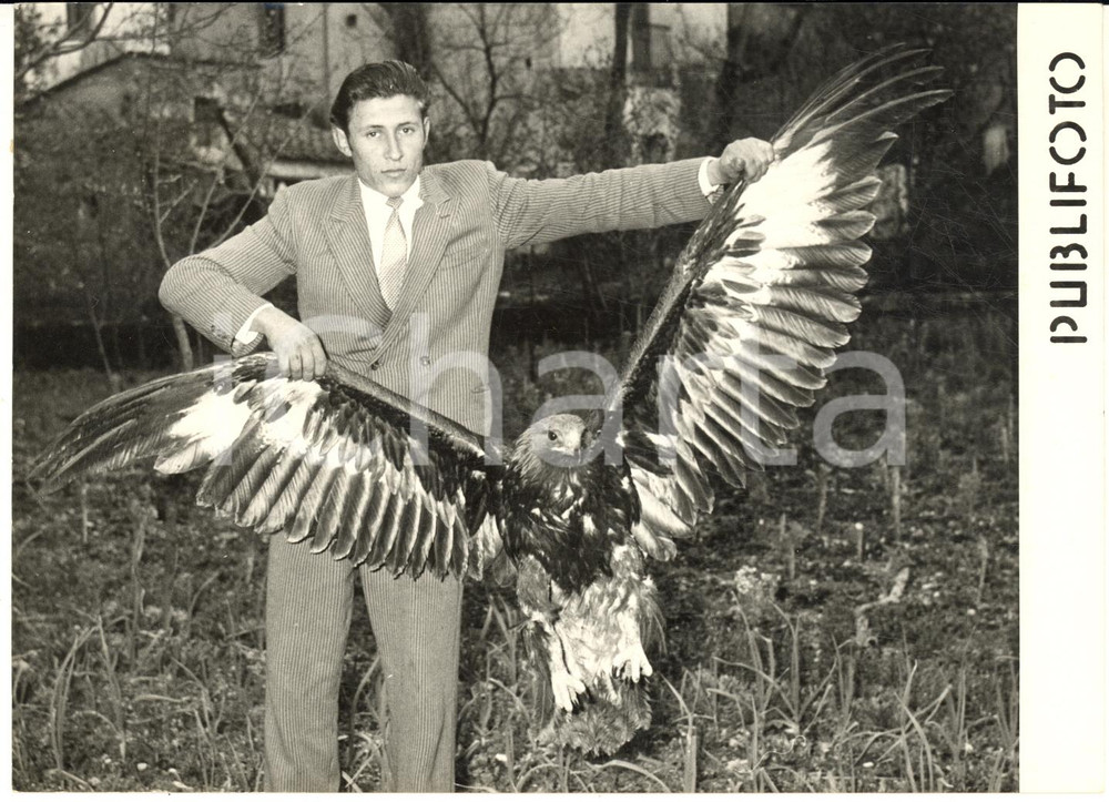 1955 GIFFONI VALLE PIANA Cacciatore Alessandro PEPE cattura grande aquila - Foto