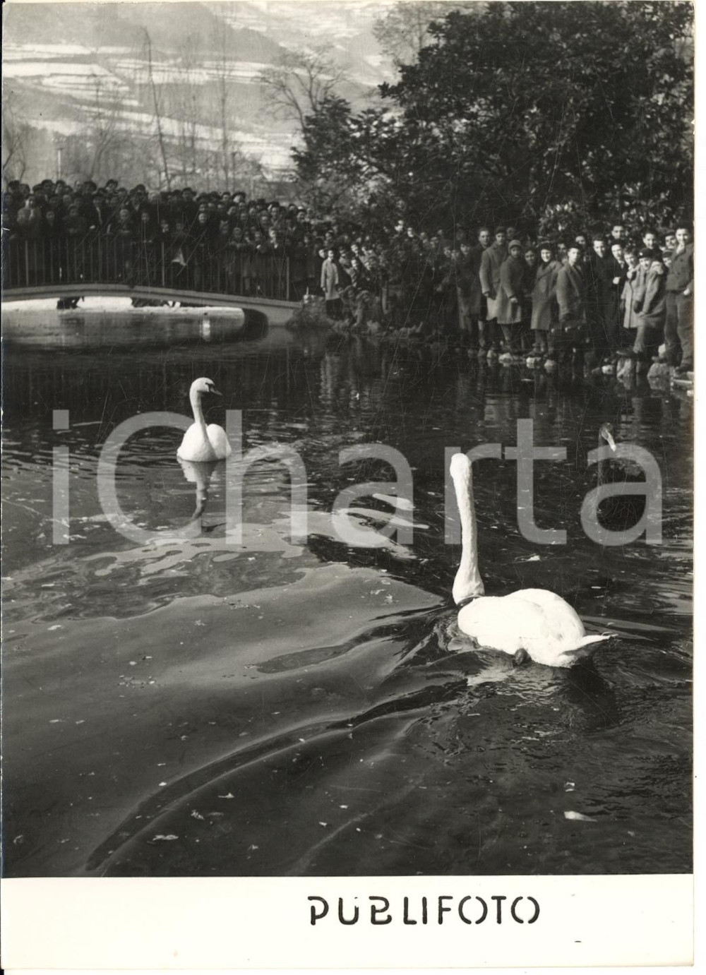 1954 Zoo di TRENTO Cigno olandese CLEOFE nuota verso la compagna italiana *Foto