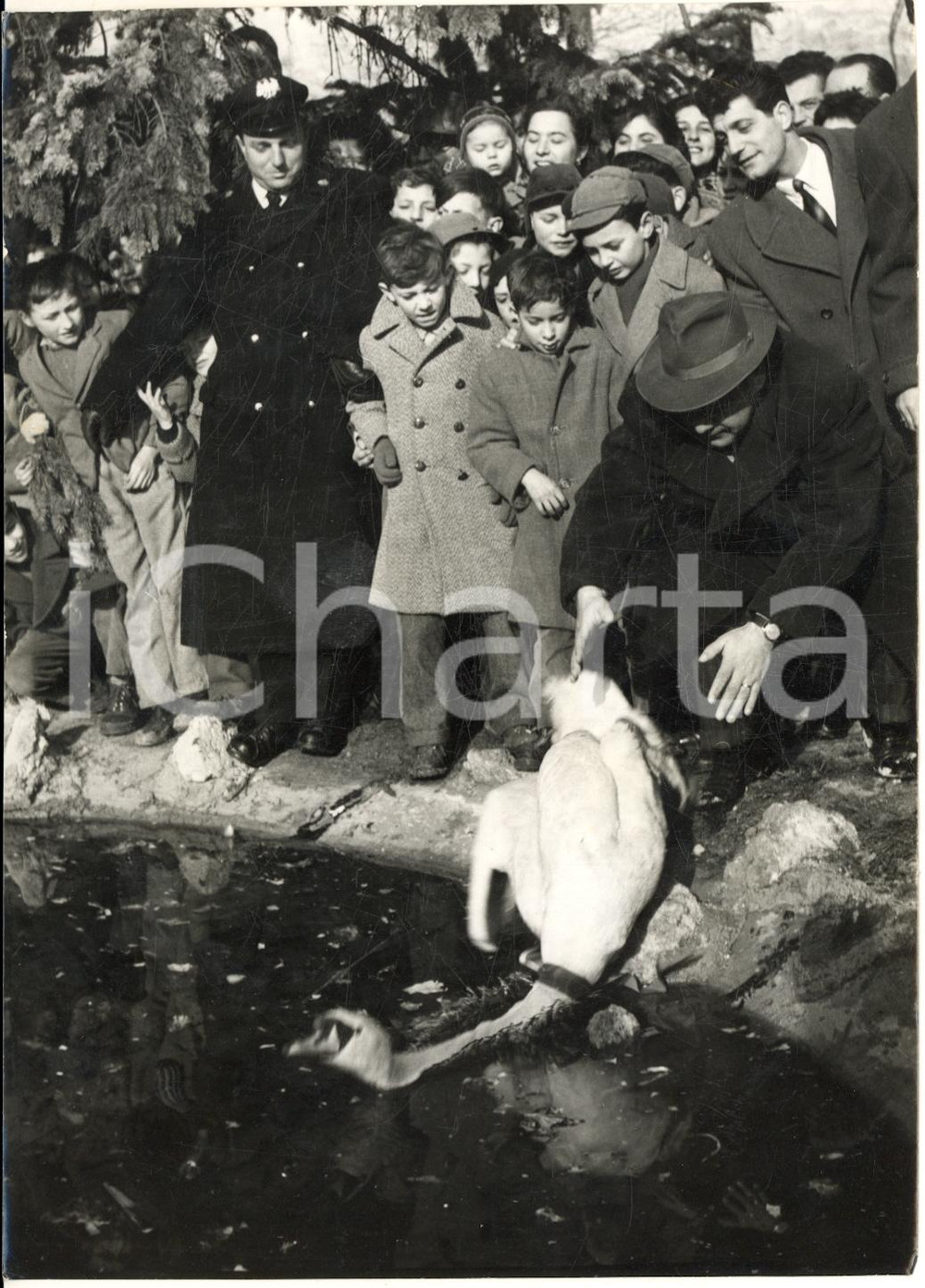 1954 Zoo di TRENTO Cigno olandese CLEOFE introdotto nel laghetto *Foto 13x18