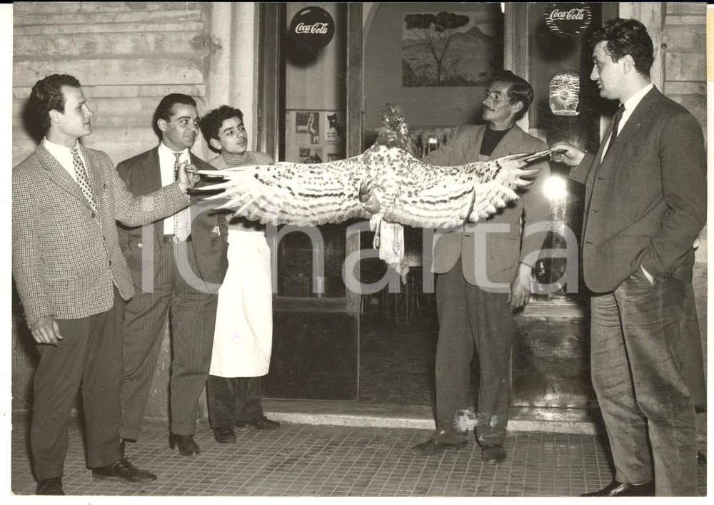 1954 GENOVA Triste fine per un'aquila fuggita dallo zoo di Milano *Foto 18x13 cm