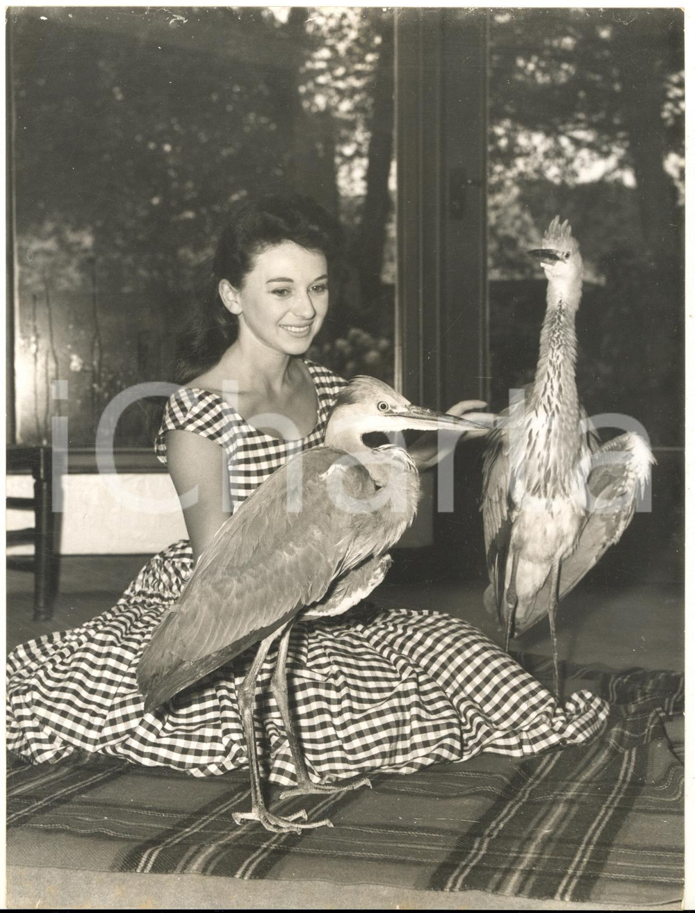 1960 SINGLETON (UK) Valerie TOWSE at home with domesticated herons *Photo
