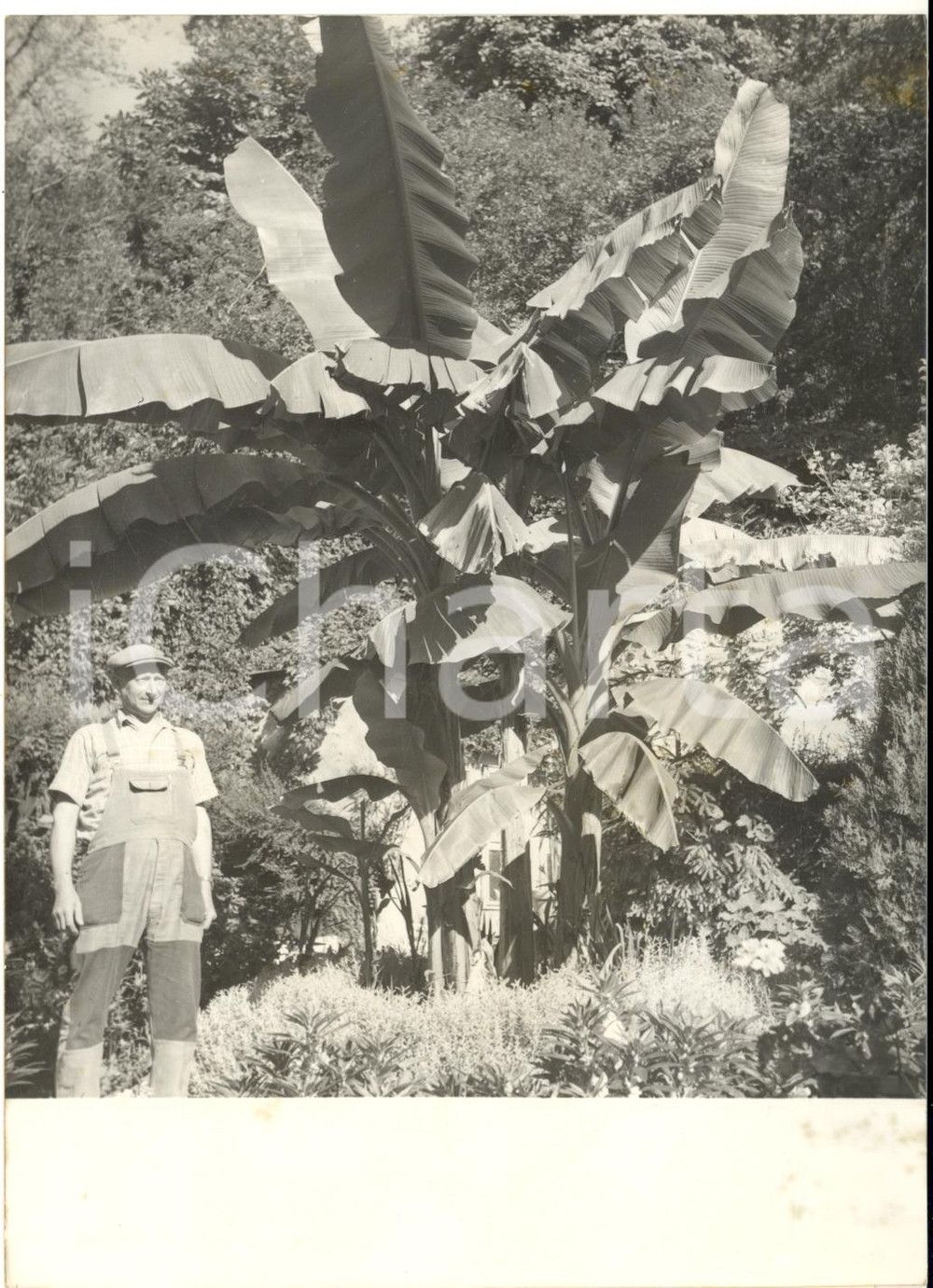 1960 EVREUX (NORMANDIE) M. MOULIN avec son bananier - Photo 13x18 cm