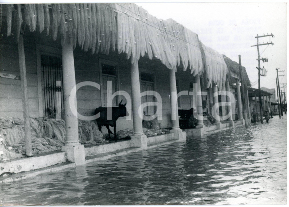 1972 CUBA Hurricane AGNES - Animali al riparo dopo alluvione *Foto 18x13