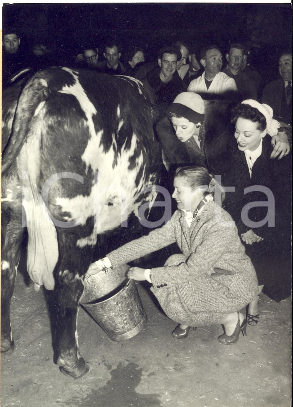 1955 ca PARIS Exposition Agricole -  Blanchette BRUNOY trait une vache *Photo 