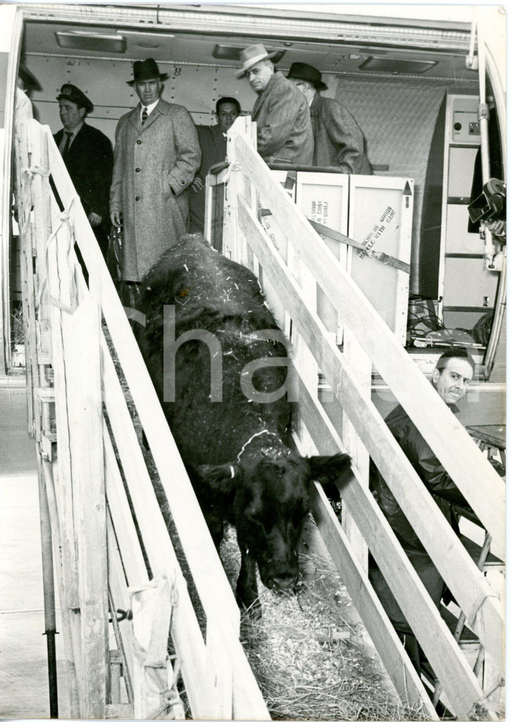 1958 ROMA AEROPORTO  Arrivo bestiame donato alla fattoria di papa Giovanni XXIII