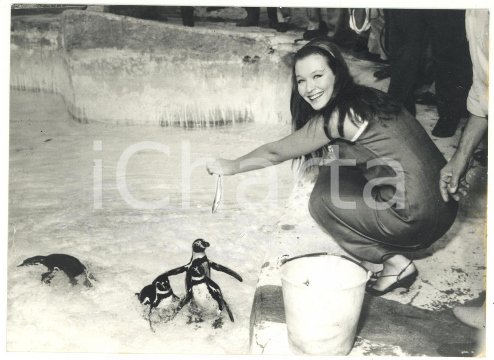Fotografia d epoca originale 1962 ROMA ZOO Attrice Marina VLADY nutre tre nuovi pinguini  Foto 18x13 cm 1