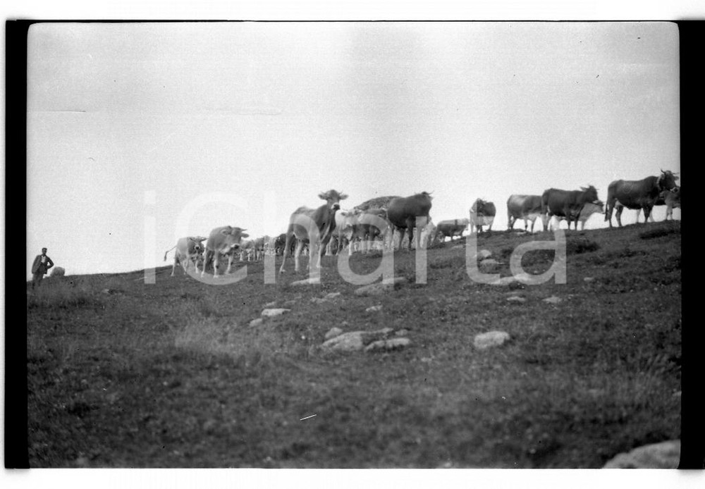 Fotografia d epoca originale 1921 PIZZO TRE SIGNORI BG Mucche al pascolo alpeggio NEGATIVO ORIGINALE 1