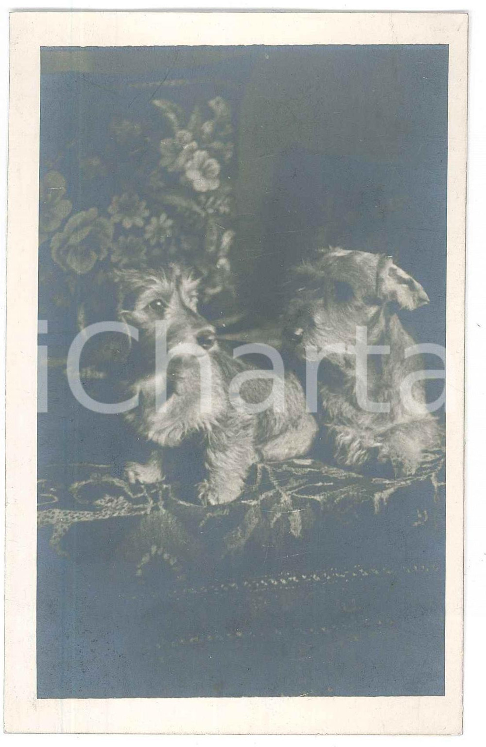 1925 ca ITALIA - CANI - Coppia di cuccioli - Foto 9x14 cm