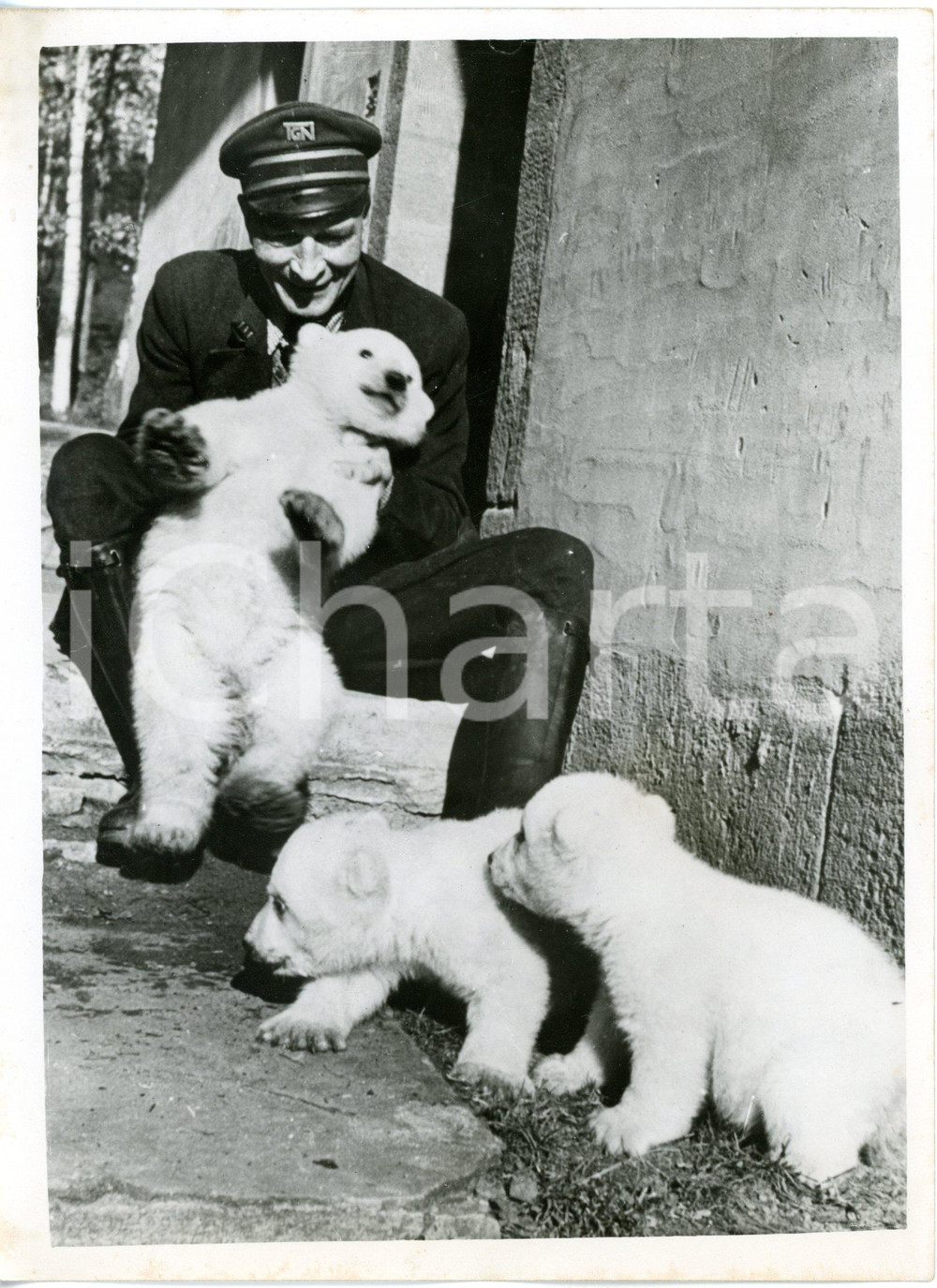 1960 ca NUREMBERG ZOO - The keeper playing with three polar bear cubs *Photo