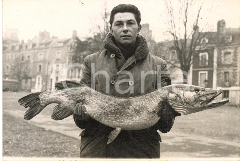 1953 ANGERS - PECHE - Marcel BAZIN avec un brochet énorme - Photo 18x13 cm
