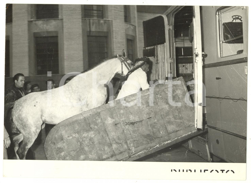 1954 NAPOLI Arrivo dei cavalli donati da Ahmad ibn YAHYA a Luigi EINAUDI *Foto