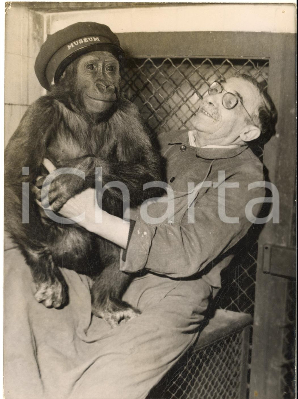 1955 ca PARIS Jardin des Plantes - Gorilla ORAZIO dono del dr. Schweitzer *Foto