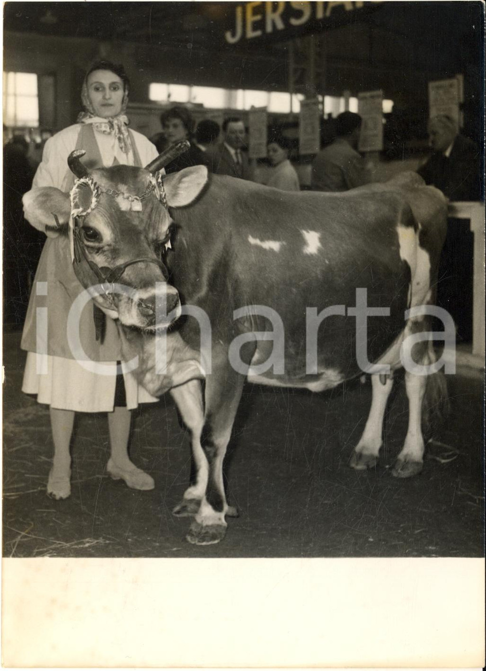 1961 PARIS Exposition Agricole - La vache jersiaire Delina Derna premier prix