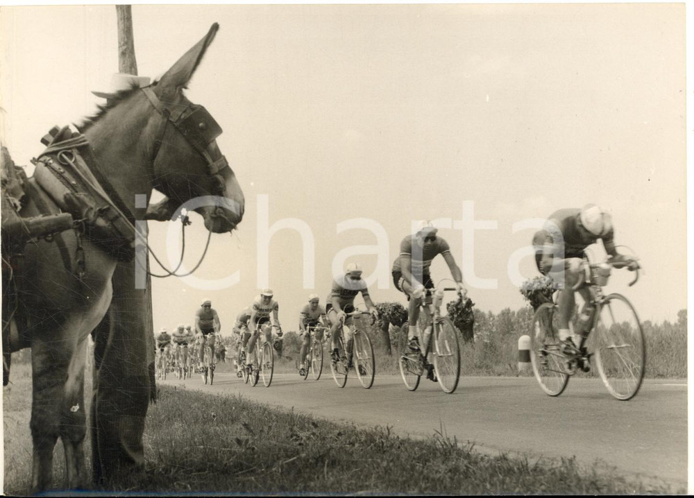 1955 ca CICLISMO GIRO D'ITALIA Passaggio dei corridori osservati da un asinello