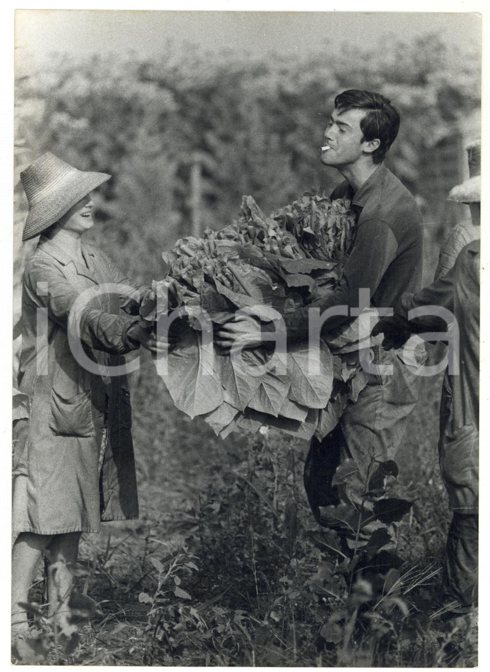 1964 Area di VERONA Studenti delle  scuole superiori al lavoro in campagna *Foto