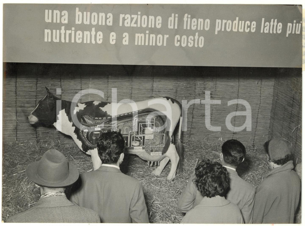 1955 VERONA 57^ FIERA DELL'AGRICOLTURA - Padiglione USA con mucca parlante